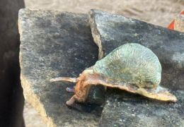 IMG_0387.jpg